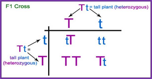 f1 cross - Figure 7: Punnet square showing the F1 cross of two plants with alleles Tt. As Mendel observed, 3/4ths of the offspring possess at least one copy of the dominant tall gene, while 1/4th of the offspring possess two copies of the short gene.