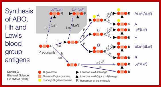 Image result for ABO antigenic genes