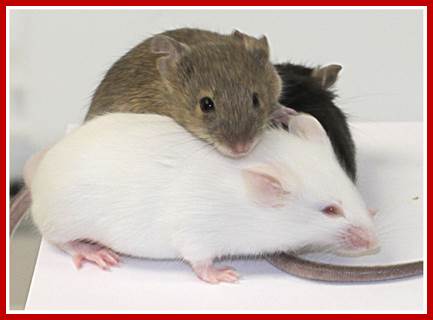 Image result for polymorphic genes in mice hair color