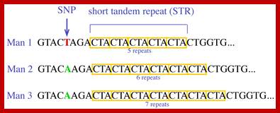 SNP and STR