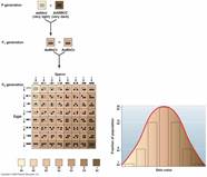 Image result for skin pigmentation quantitative trait