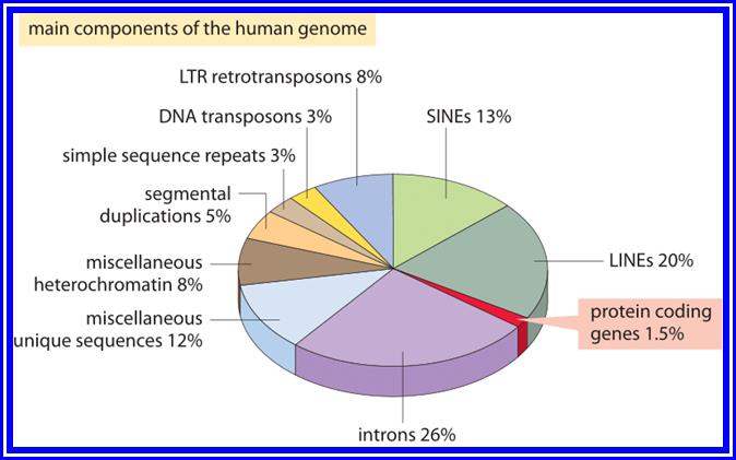 Figure 2: The different sequence components making up the human genome. About 1.5% of the genome consists of the ≈20,000 protein-coding sequences which are interspersed by the non coding introns, making up about 26%. Transposable elements are the largest fraction (40-50%) including for example long interspersed nuclear elements (LINEs), and short interspersed nuclear elements (SINEs). Most transposable elements are genomic remnants, which are currently defunct. (<a target='_blank' href='http://bionumbers.hms.harvard.edu/bionumber.aspx?&id=110283'><a target='_blank' href='http://bionumbers.hms.harvard.edu/bionumber.aspx?&id=110283'>BNID 110283</a></a>, Adapted from T. R. Gregory Nat Rev Genet. 9:699-708, 2005  based on International Human Genome Sequencing Consortium. Initial sequencing and analysis of the human genome. Nature 409:860 2001.)