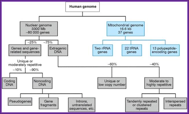 Description: Figure 7.1. Organization of the human genome.