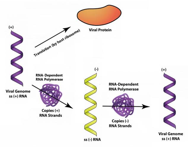 ssRNA_v2.jpg