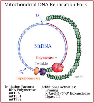 Mitochondrial DNA Replication Group - Mitochondrial Genetic Diseases