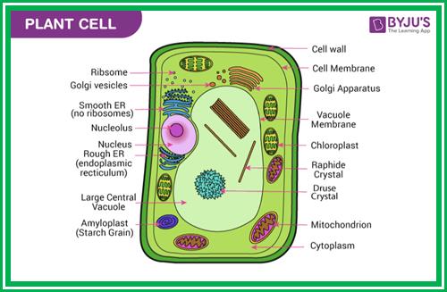 Plant Cell - Definition, Structure, Function, Diagram & Types