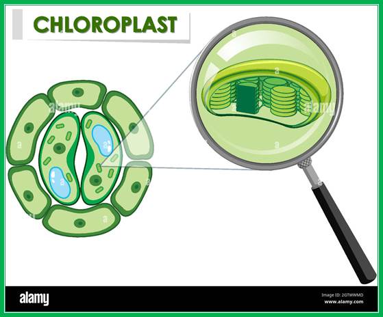 Plant cell chloroplast hi-res stock photography and images - Alamy