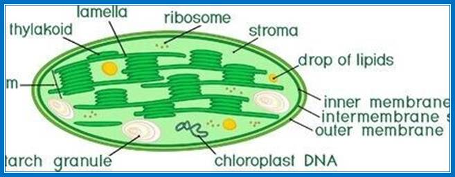 CD Genomics Unveils Chloroplast DNA (cpDNA) Sequencing Service for Your  Biological Research - LABinsights