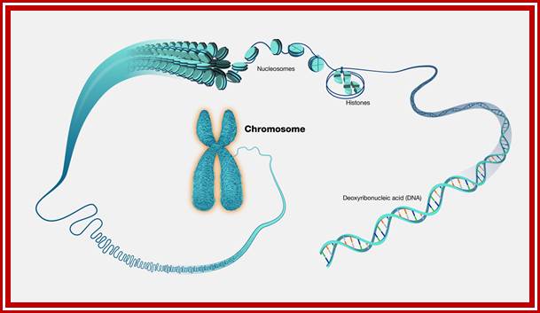 Chromosome