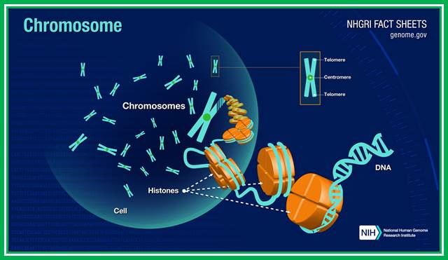 Chromosomes Fact Sheet