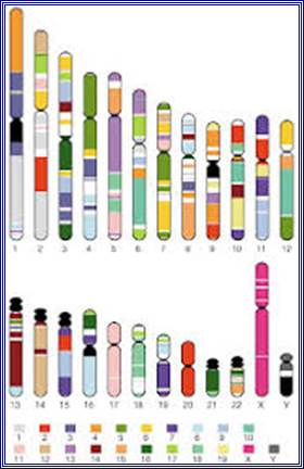 Downloading human chromosome sequences - Omics tutorials