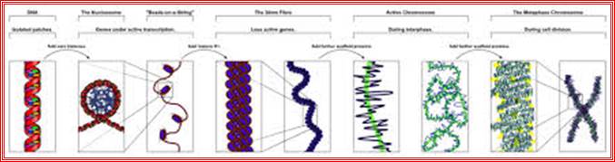 Chromosome - Wikipedia