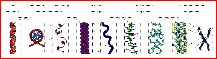 Chromosome - Wikipedia