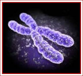 chromosome