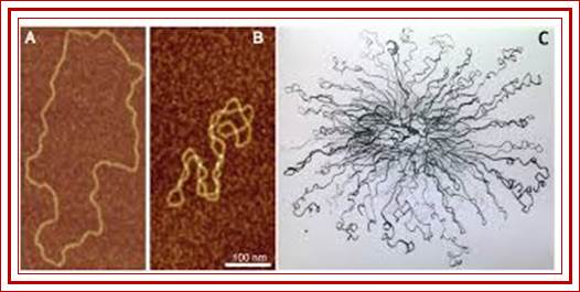 Chapter 4: DNA, RNA, and the Human Genome  Chemistry