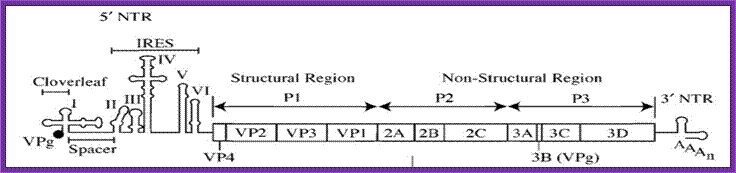 Description: File:Poliovirus genome.png