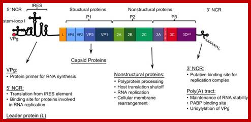 Image result for Picorna gene elements