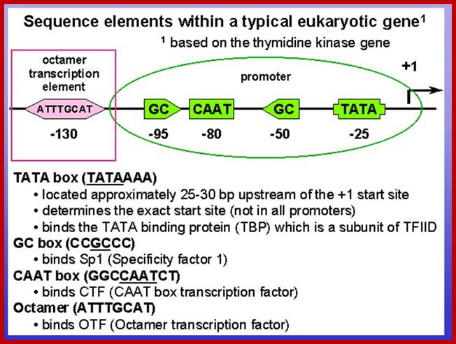 Image result for caat box and tata box