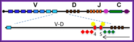 Position and role of insulators in the Igh VD intergenic region. Key: V, D, J, Eu, C, 3′RR as in Fig. 1; VD, 96kb VD intergenic sequence; HS4 and HS5, red ovals; CTCF, yellow circles; active histone modifications, green diamonds; repressive histone modifications, red diamonds; antisense transcription, black arrow.