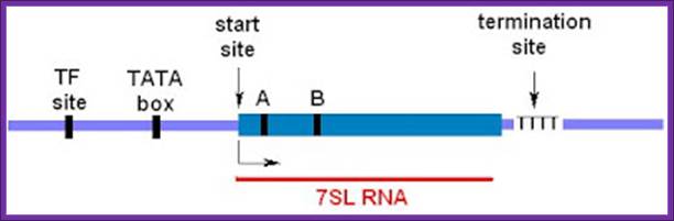 Description: http://3.bp.blogspot.com/_DZH2cmCoois/Rv1lZPqXTeI/AAAAAAAADPY/Rx9s5MH3yDs/s400/SRP_7SL_gene.bmp