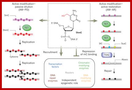 Image result for Nucleotide modification enzymes