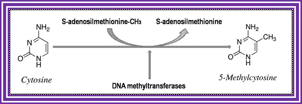 DNA Methylation Research Methods Figure 1