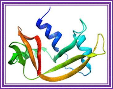 RNase A.png