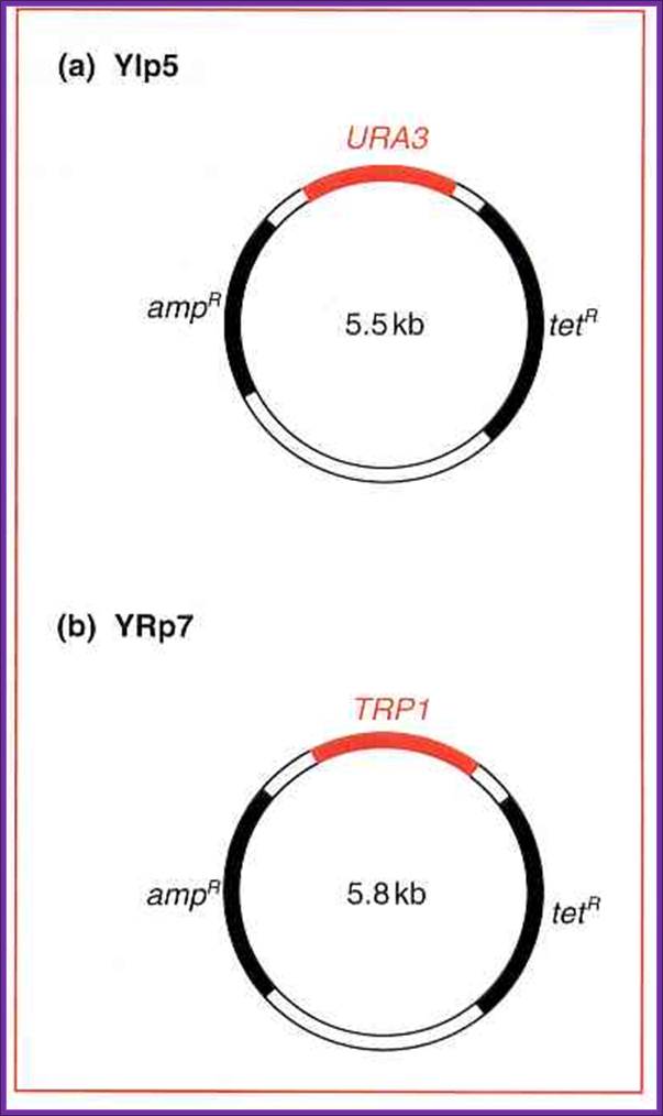 yeast plasmid vectors