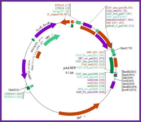 image of pAd-RFP