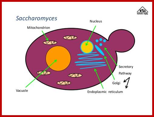 Image result for Yeast cell