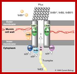 Image result for Vir protein complex