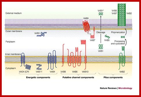 The versatile bacterial type IV secretion systems