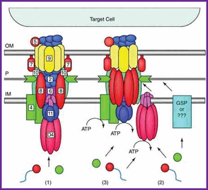 Figure 2. Possible architectures and substrate transloction routes for the T4SS.