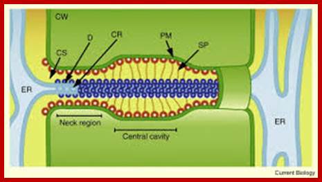 Image result for plasmodesmata in plant cells