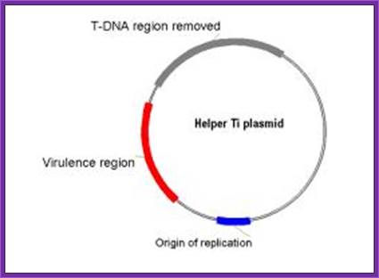 Helper_TiPlasmid