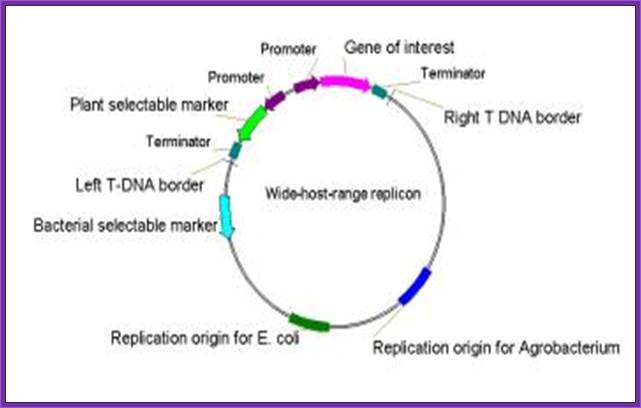Widehostrange_replicon