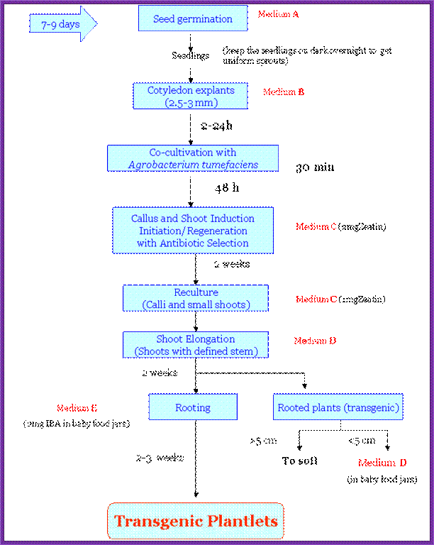 Tomato Transofrmation Flow Diagram