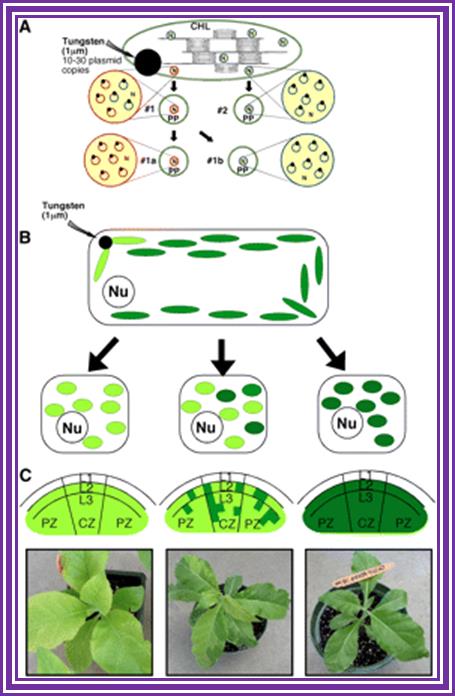 Description: Figure 1.