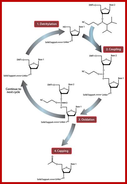 Image result for synthesis of oligonucleotides