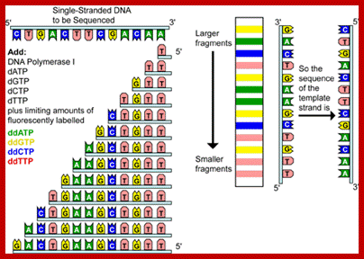 Image result for DNA sequencer