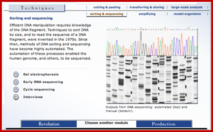 Image result for Read the sequence from the right hand bottom to the top of the gel