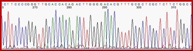 Image result for Sanger sequencing