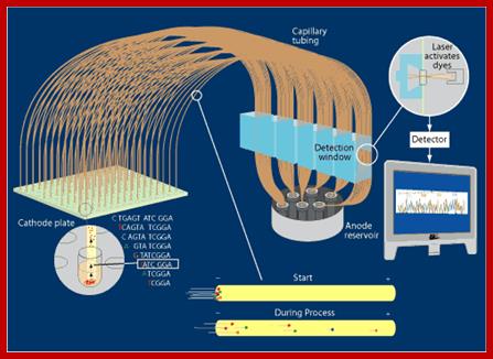 capillary sequencing