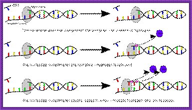 File:DNTP nucletide incorporation events.svg