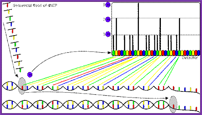 File:DNTP incorporation hydrogen magnitude.svg