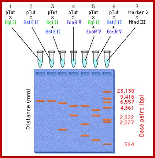 Image result for Restriction site mapping