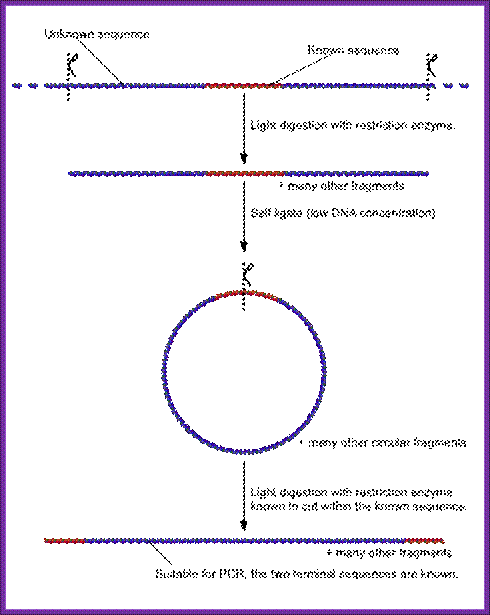 File:Inverse PCR.png