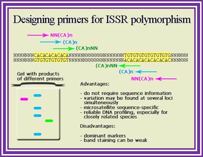 ISSR markers