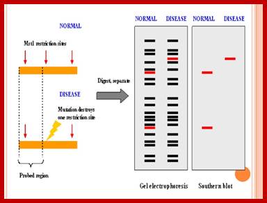 Image result for VNTR PCR