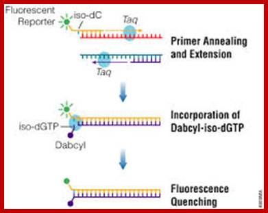 Image result for RACE PCR of DNA